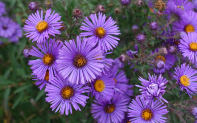 Ultimate Guide to Late Summer Blooms for Stunning Gardens in Yorkshire 🌷